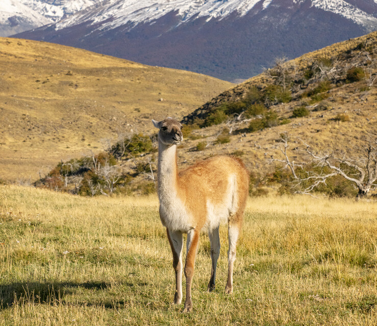 Guanacos Torres del Paine_latest news